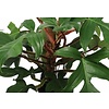 Philodendron Pedatum Red squamiferum bush