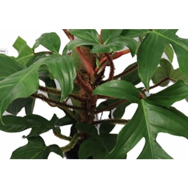 Philodendron Pedatum Red squamiferum bush