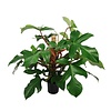 Philodendron Pedatum Red squamiferum bush