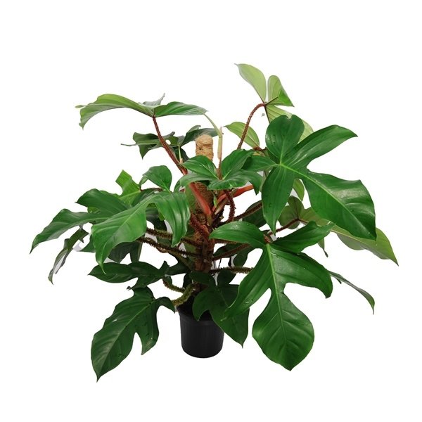 Philodendron Pedatum Red squamiferum bush