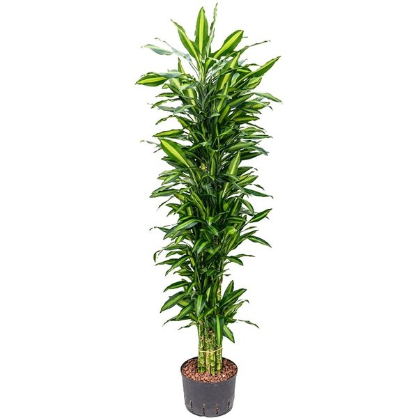 Dracaena Cintho vertakt - hydrocultuur