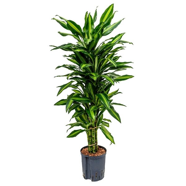 Dracaena Cintho vertakt - hydrocultuur