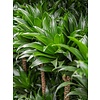 Dracaena Compacta - hydrocultuur