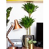 Dracaena Compacta 2-stam - hydrocultuur