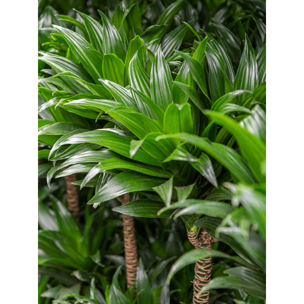 Dracaena Compacta 3-stam - hydrocultuur