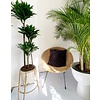 Dracaena Compacta 3-stam - hydrocultuur