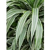Dracaena Deremensis - hydrocultuur