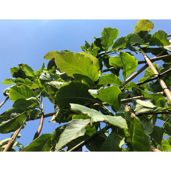  Lei-Magnolia kobus Beverboom