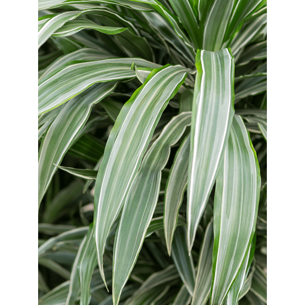 Dracaena Deremensis vertakt - hydrocultuur
