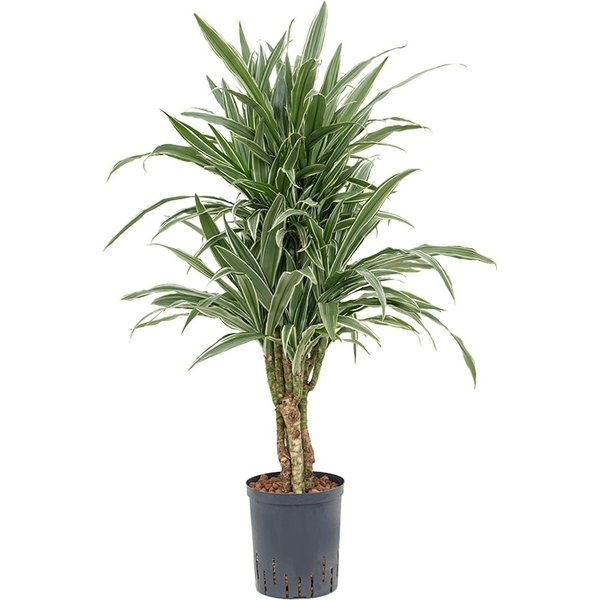 Dracaena Deremensis vertakt - hydrocultuur