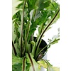 Asplenium Green Miracle - Varen