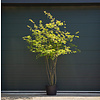 Krentenboom meerstammig (Amelanchier lamarckii)