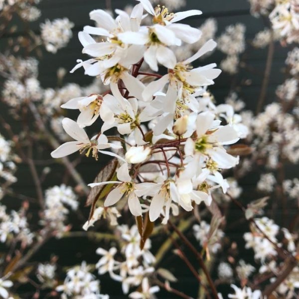 Krentenboom meerstammig (Amelanchier lamarckii)