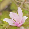 Magnolia Leonard Messel'