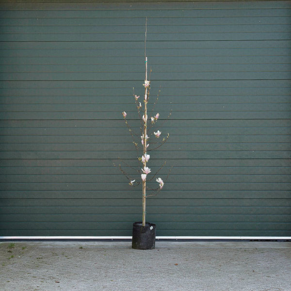 Magnolia Soulangeana laagstam