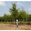 Carpinus betulus - boomvorm