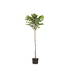 Cercidiphyllum japonicum Katsuraboom