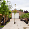 Cercidiphyllum japonicum Katsuraboom