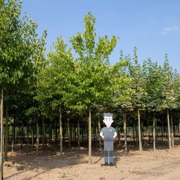 Corylus corlurna Boomhazelaar
