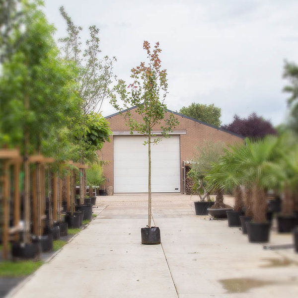 Acer Campestre 'Red Shine' Veldesdoorn