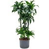 Dracaena Dorado carrousel - hydrocultuur