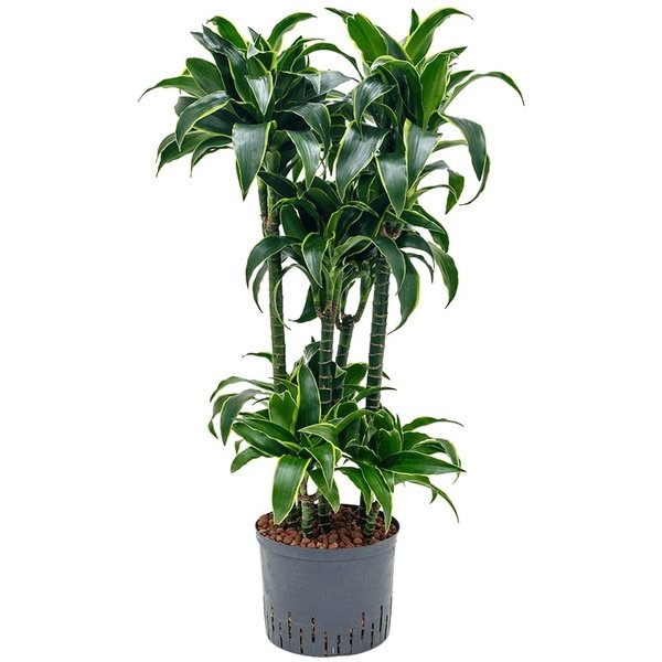 Dracaena Dorado carrousel - hydrocultuur