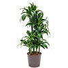 Dracaena Dorado carrousel - hydrocultuur