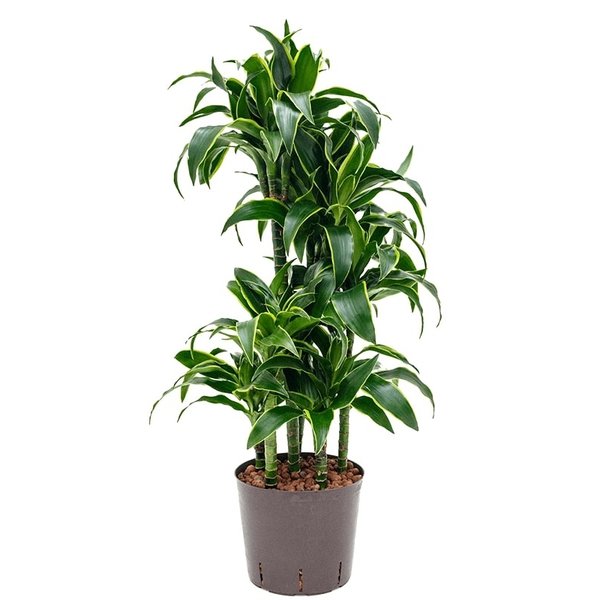 Dracaena Dorado carrousel - hydrocultuur