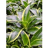 Dracaena Dorado carrousel - hydrocultuur