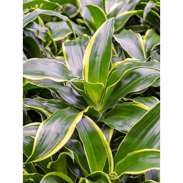 Dracaena Dorado carrousel - hydrocultuur