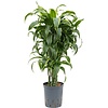 Dracaena Dorado vertakt - hydrocultuur