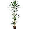 Dracaena Fragrans 4-stam - hydrocultuur
