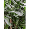 Dracaena Fragrans 4-stam - hydrocultuur