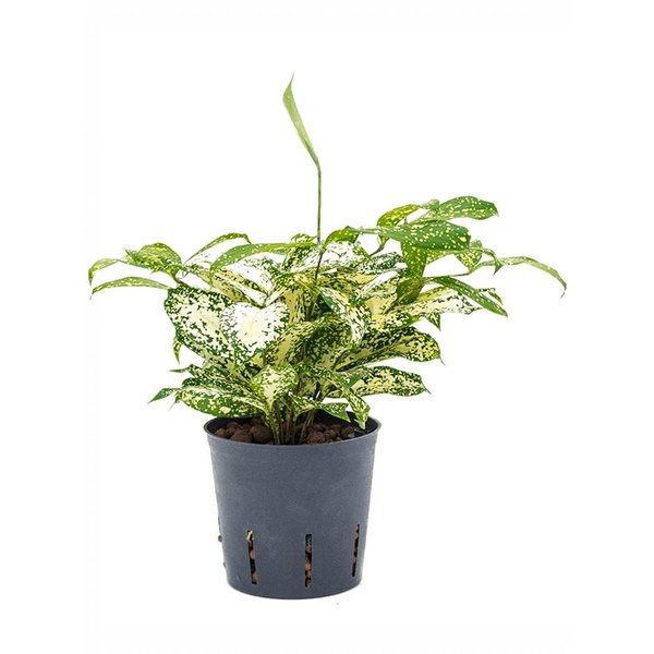 Dracaena Godseffiana - hydrocultuur