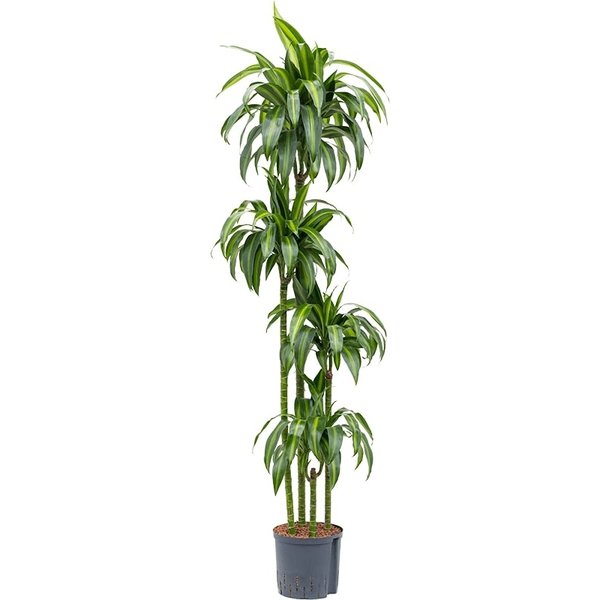 Dracaena Hawaiian Sunshine 4-stam - hydrocultuur
