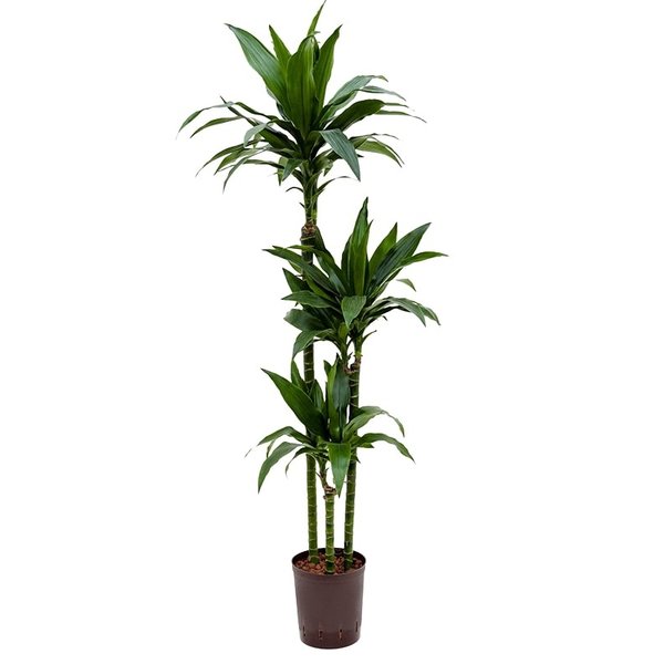 Dracaena Janet Craig 3-stam - hydrocultuur