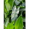 Dracaena Janet Craig 3-stam - hydrocultuur