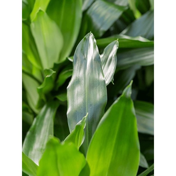 Dracaena Janet Craig 3-stam - hydrocultuur