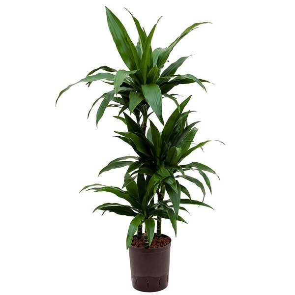 Dracaena Janet Craig 3-stam - hydrocultuur