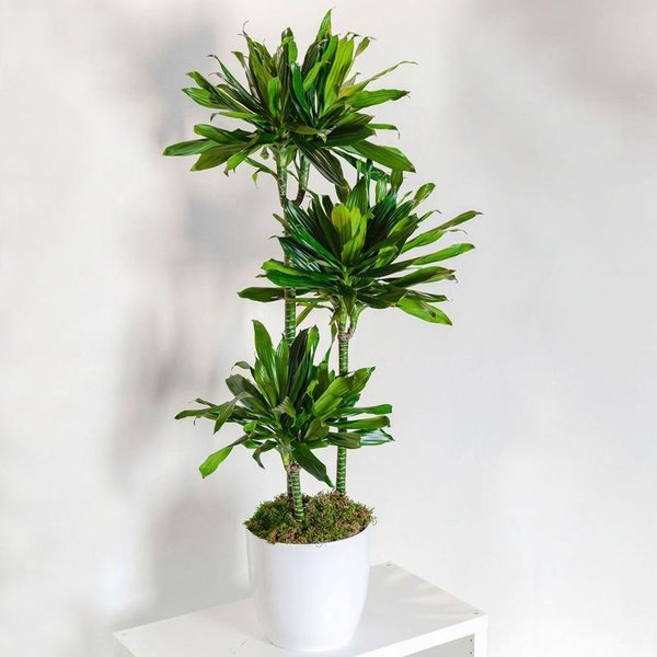 Dracaena Janet Craig 3-stam - hydrocultuur