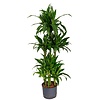Dracaena Janet Craig carrousel - hydrocultuur
