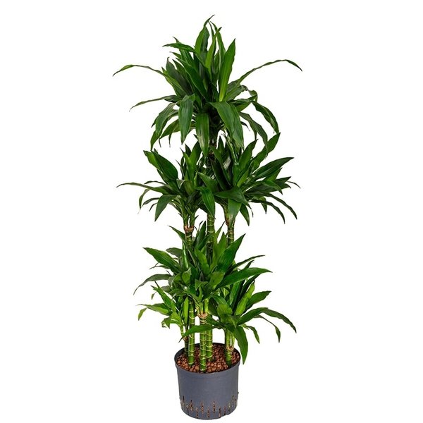 Dracaena Janet Craig carrousel - hydrocultuur