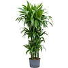 Dracaena Janet Craig carrousel - hydrocultuur