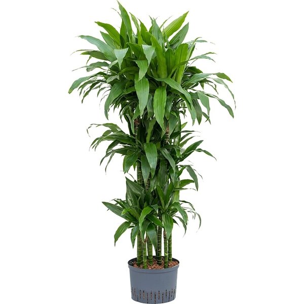 Dracaena Janet Craig carrousel - hydrocultuur