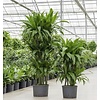 Dracaena Janet Craig carrousel - hydrocultuur