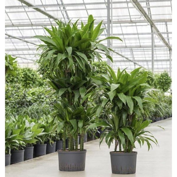 Dracaena Janet Craig carrousel - hydrocultuur