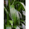 Dracaena Janet Lind 3-stam - hydrocultuur