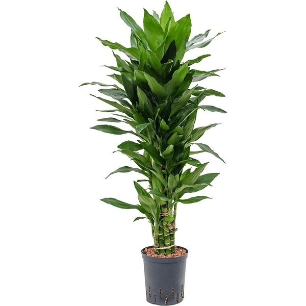 Dracaena Janet Lind vertakt - hydrocultuur