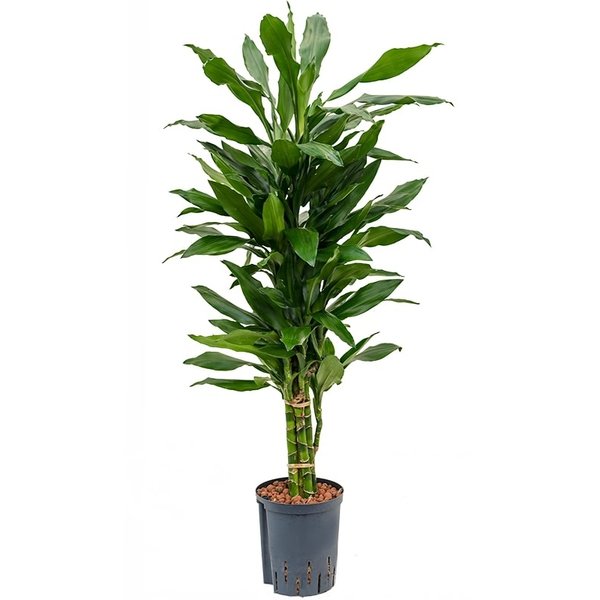 Dracaena Janet Lind vertakt - hydrocultuur