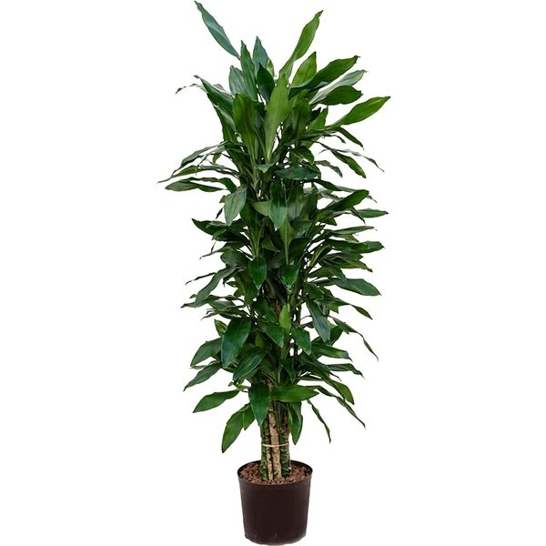 Dracaena Janet Lind vertakt - hydrocultuur